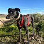 Vera_ 2026-02-21 at 12-17-12