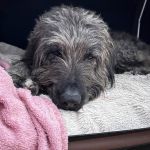 Willy_IMG-20260128-WA0025