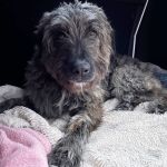 Willy_IMG-20260128-WA0027