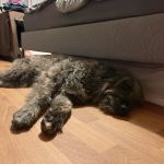 Willy_IMG-20260128-WA0056