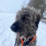 Willy_IMG-20260129-WA0075