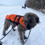 Willy_IMG-20260129-WA0086