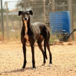 Xena_IMG_5841
