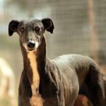 Xena_IMG_5842