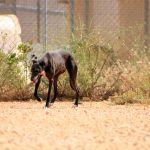 Xena_IMG_5848
