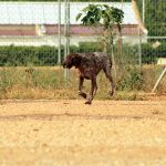 Yago_IMG_6208