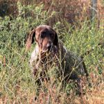 Yago_IMG_6212