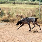 Yago_IMG_6216