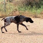 Yago_IMG_6219
