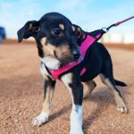 Yang_IMG_20260111_123617