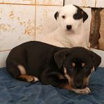 Yang_Yin_IMG_20251213_115727