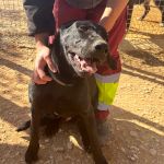 Yango_IMG_2742