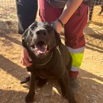 Yango_IMG_2743