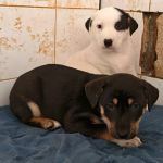 Yin_Yang_IMG_20251213_115727