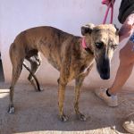 Yolanda_IMG_0318