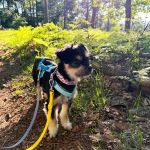 Zion_7e6ff693