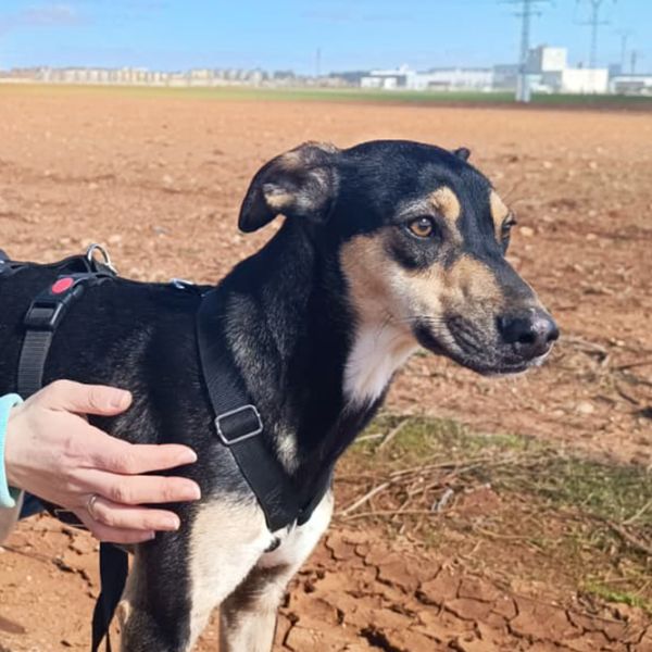 Akab7_Aspa_FrontPicMask