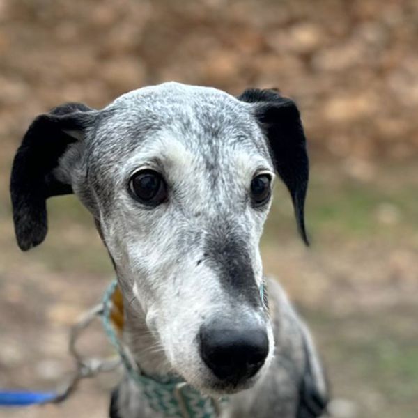 Bruno4_Aspa_FrontPicMask