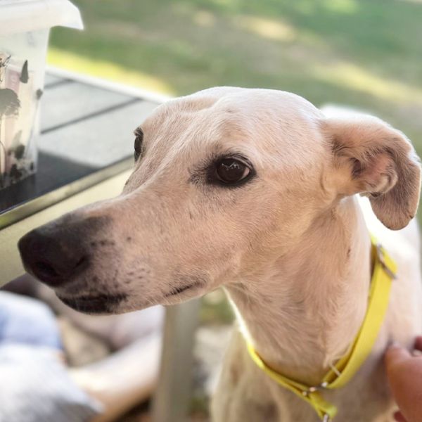 Charlie9_Aspa_FrontPicMask