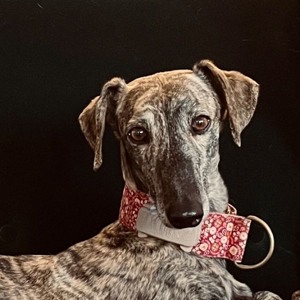 Gala14_Aspa_FrontPicMask