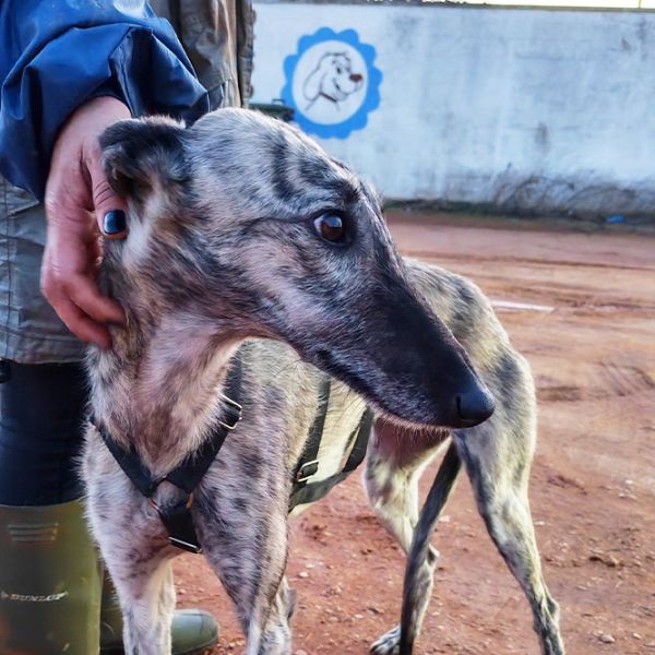 Gaza5_Aspa_FrontPicMask