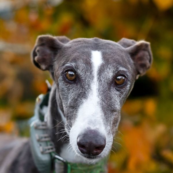 Gressy7_Aspa_FrontPicMask