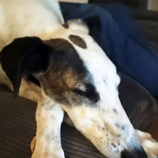 Gucci15_Aspa_FrontPicMask