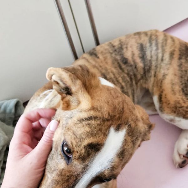 Kira3_Aspa_FrontPicMask