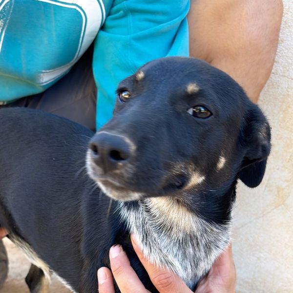 Lilo_Aspa_FrontPicMask