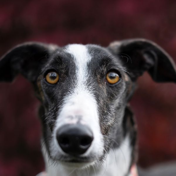 Louis37_Aspa_FrontPicMask