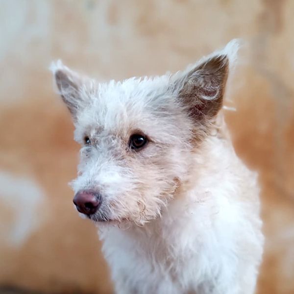 Mara_Aspa_FrontPicMask