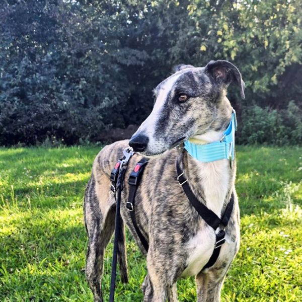 Marley8_Aspa_FrontPicMask