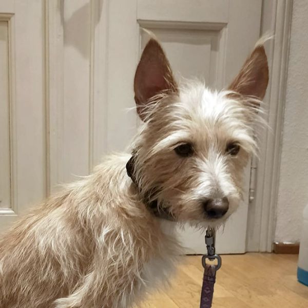 Misty5_Aspa_FrontPicMask