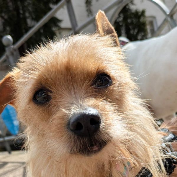 Nova7_Aspa_FrontPicMask