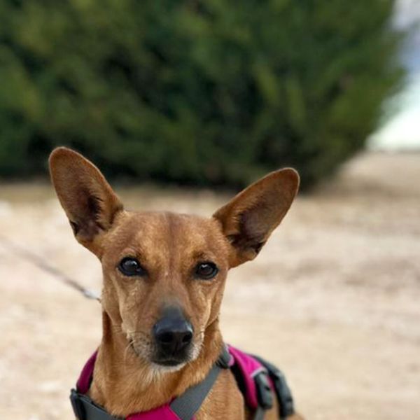 Pancho6_Aspa_FrontPicMask