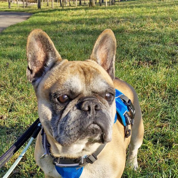 Pisot5_Aspa_FrontPicMask