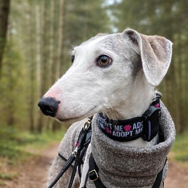 Richi6_Aspa_FrontPicMask