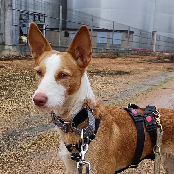 Rio2_Aspa_FrontPicMask