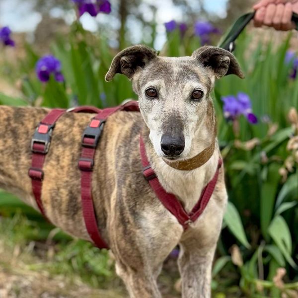 Rufina13_Aspa_FrontPicMask