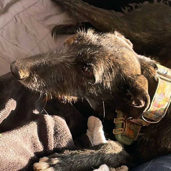 Togo3_Aspa_FrontPicMask