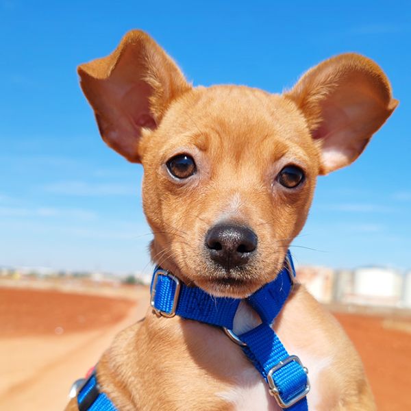 Uva3_Aspa_FrontPicMask